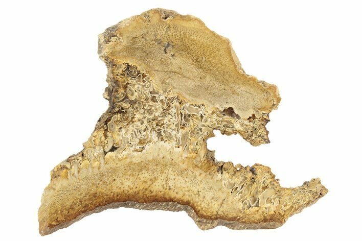 Polished Petrified Palmwood (Palmoxylon) Slab - Texas #236593